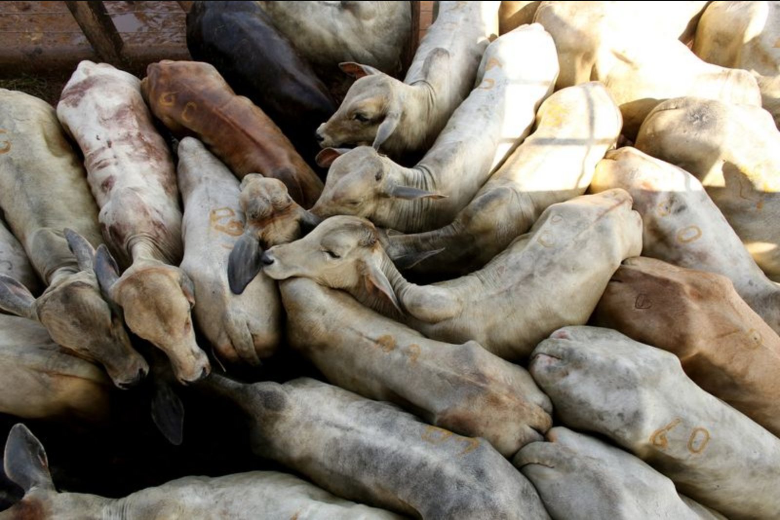 Brazil’s Beef Processing Climbs to Record Levels as China Drives Demand