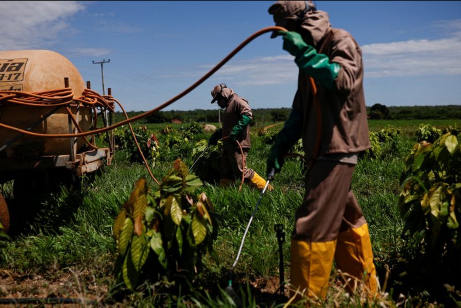 Brazil’s ambitious industrial cocoa plans stall as prices collapse
