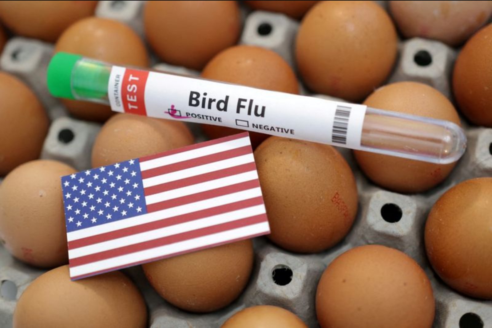 Avian influenza erases 7.4 million Pennsylvania chickens within a month