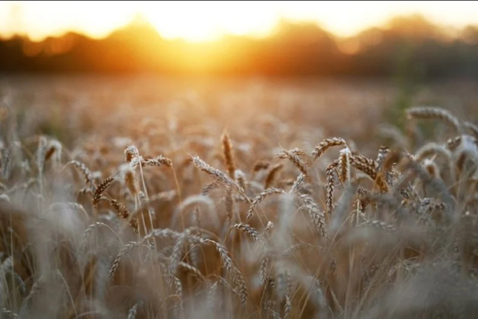 Wheat Futures Extend Rally Ahead of July 4 as USDA Data Undershoot Expectations