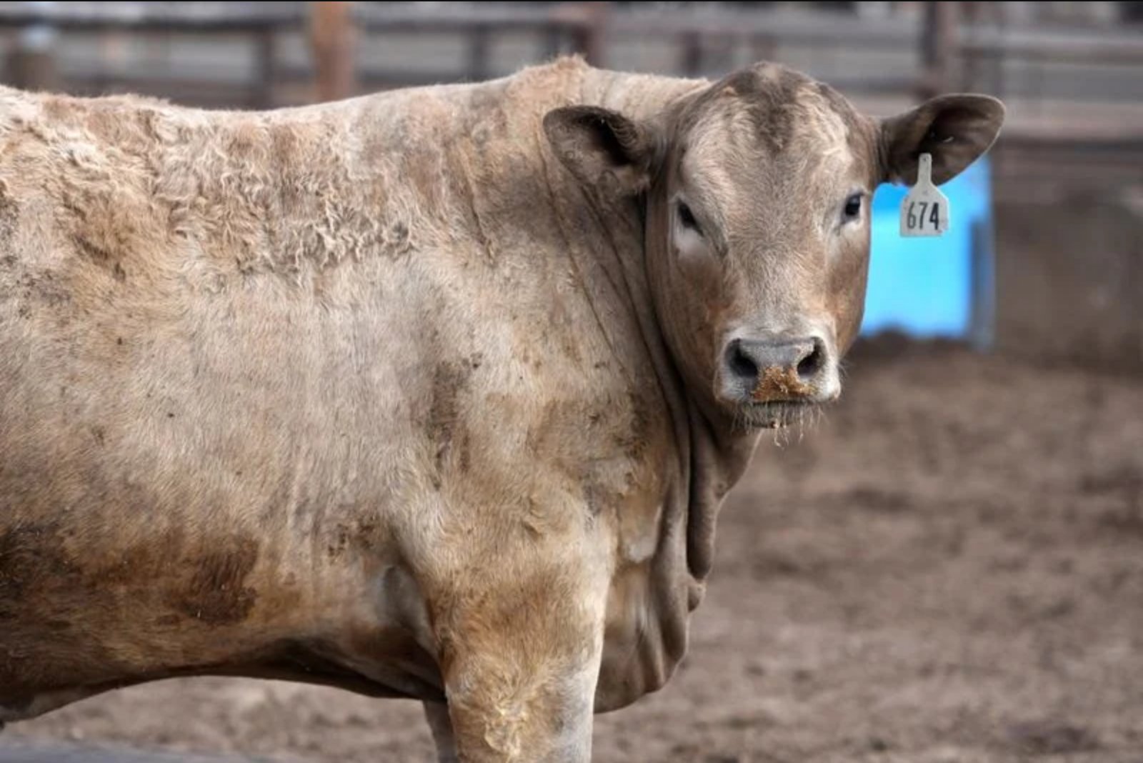 Border Closure Over Screwworm Shifts North American Beef Chain - Boon for Mexican Processors, Strain for U.S. Feedlots