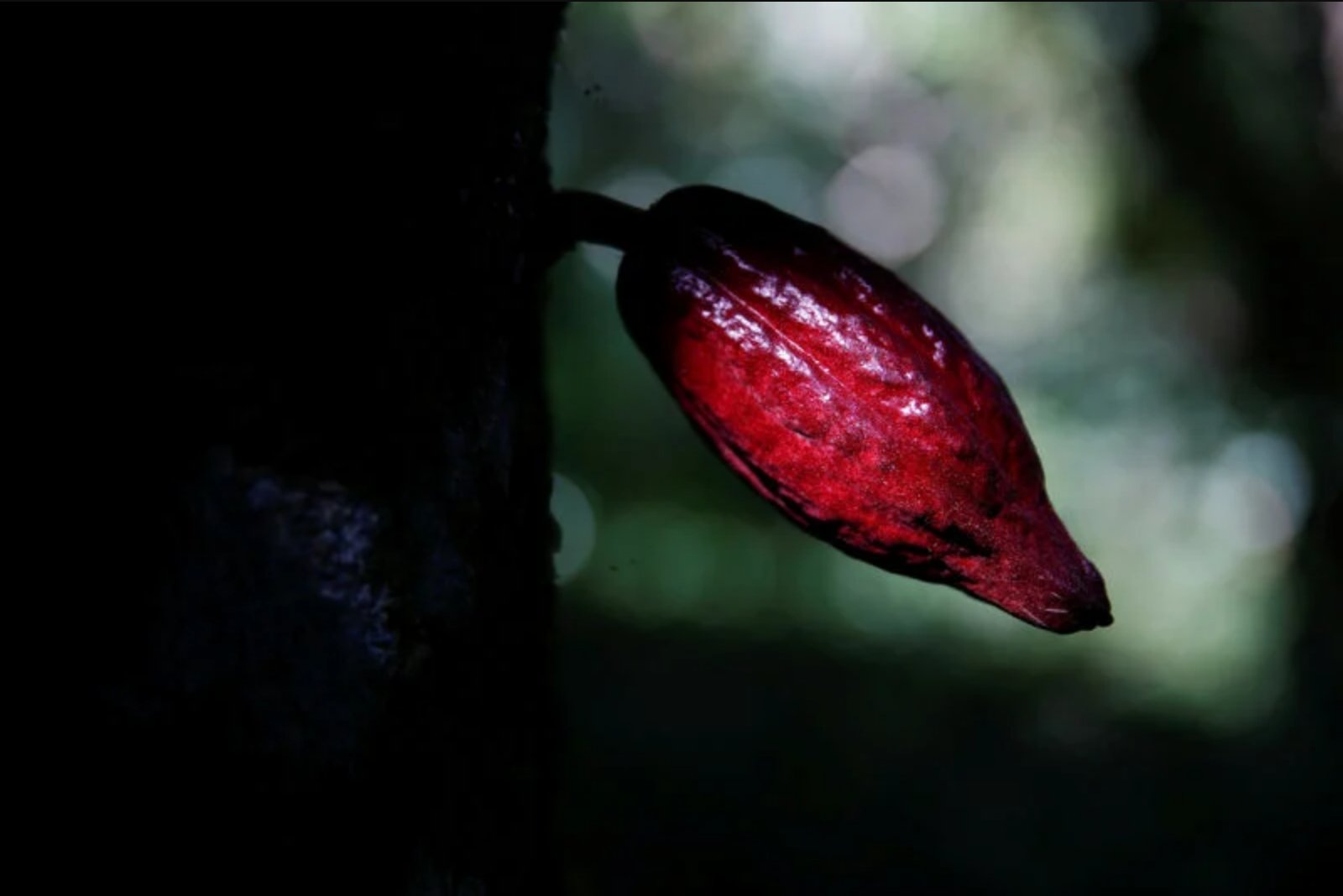 Cocoa Futures Climb to Five-Month High as El Nino Concerns Mount