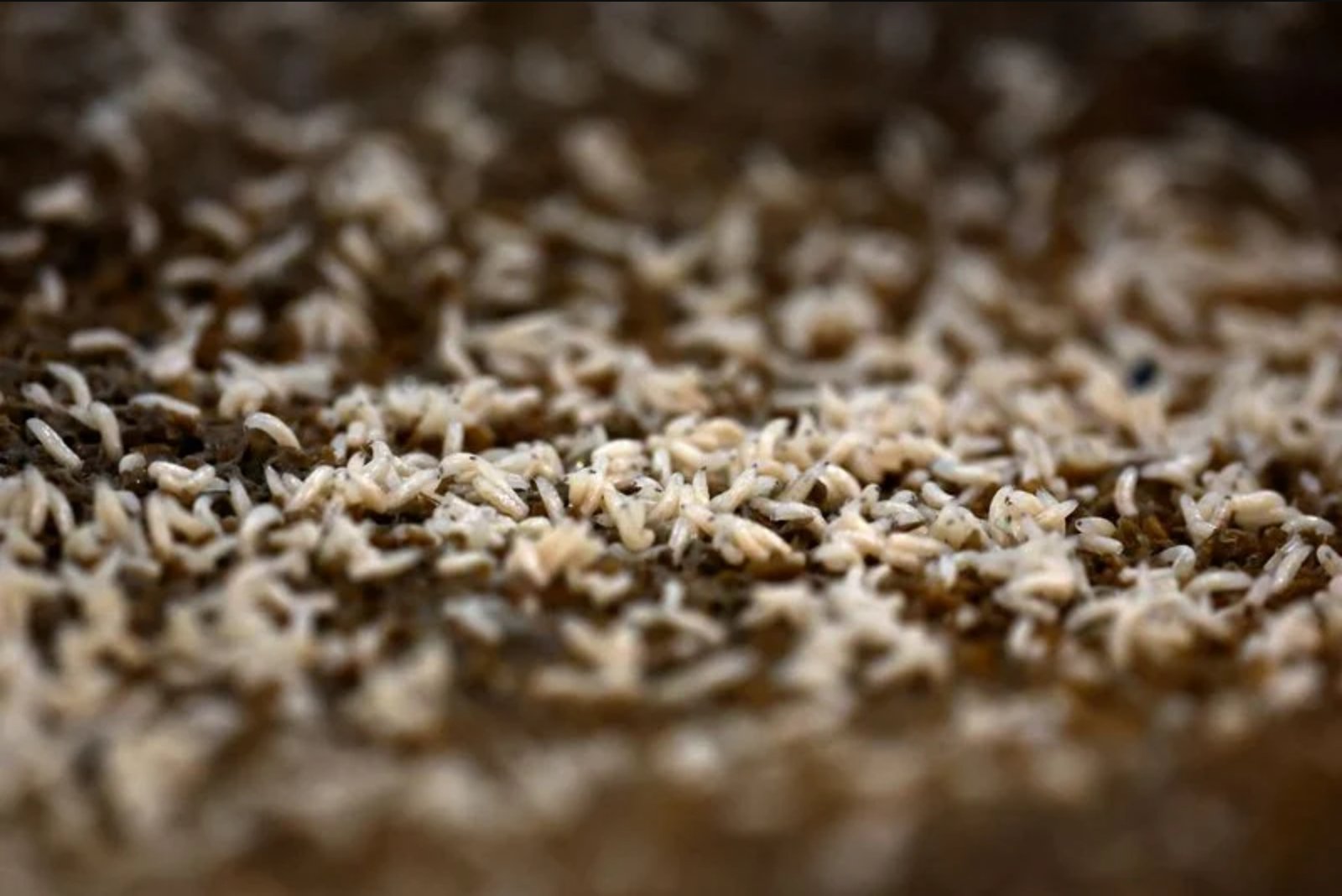 Flesh-eating screwworm Confirmed 25 Miles from U.S. Border in Mexico, USDA Says