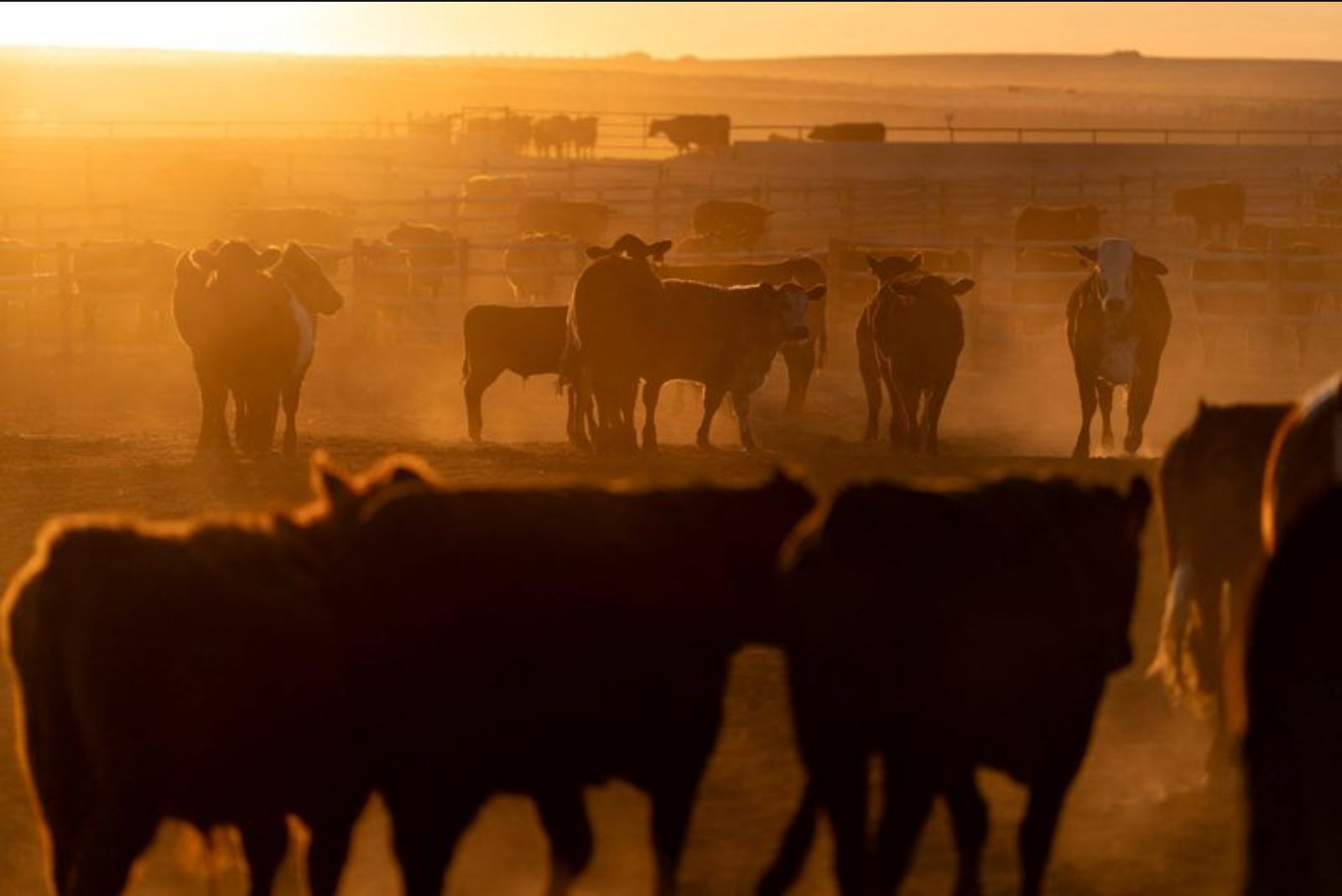 China Restores Export Permissions for Hundreds of U.S. Beef Plants During Leaders' Meeting in Beijing