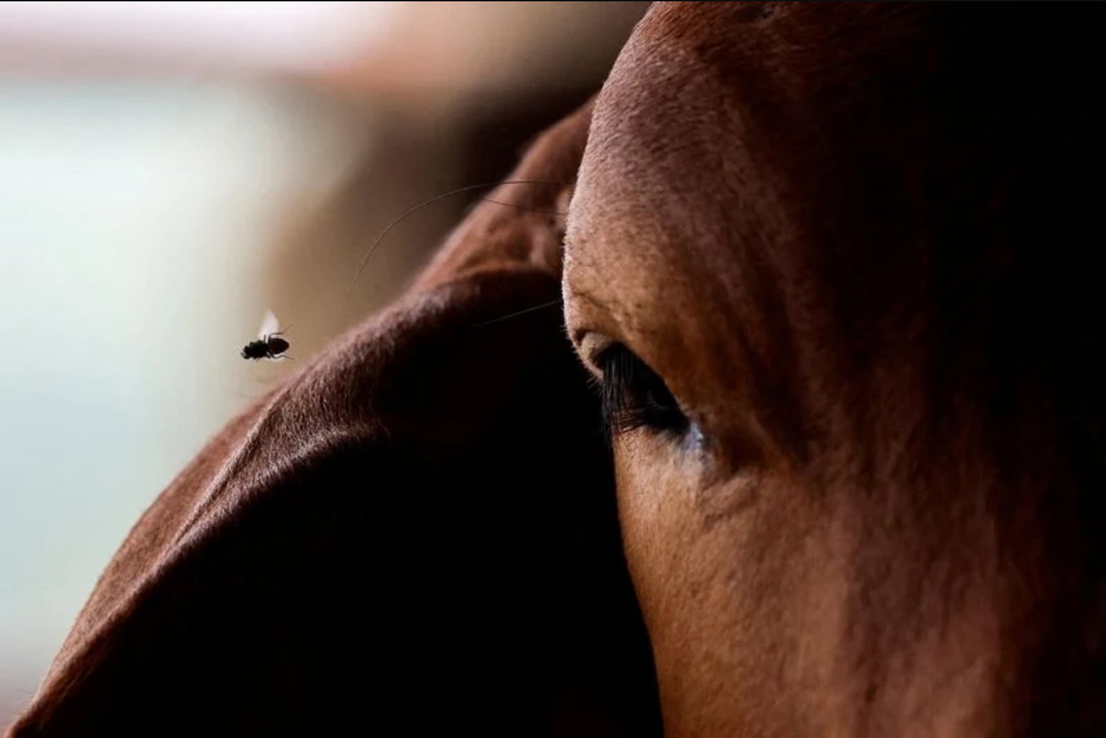 Illegal Horse Trade Highlights Gaps in U.S. Screwworm Defenses