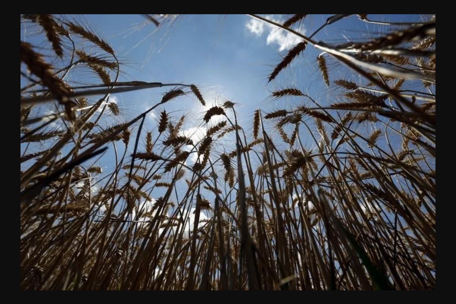 CBOT Wheat Jumps to Six-Week High as Markets Await USDA Crop Update
