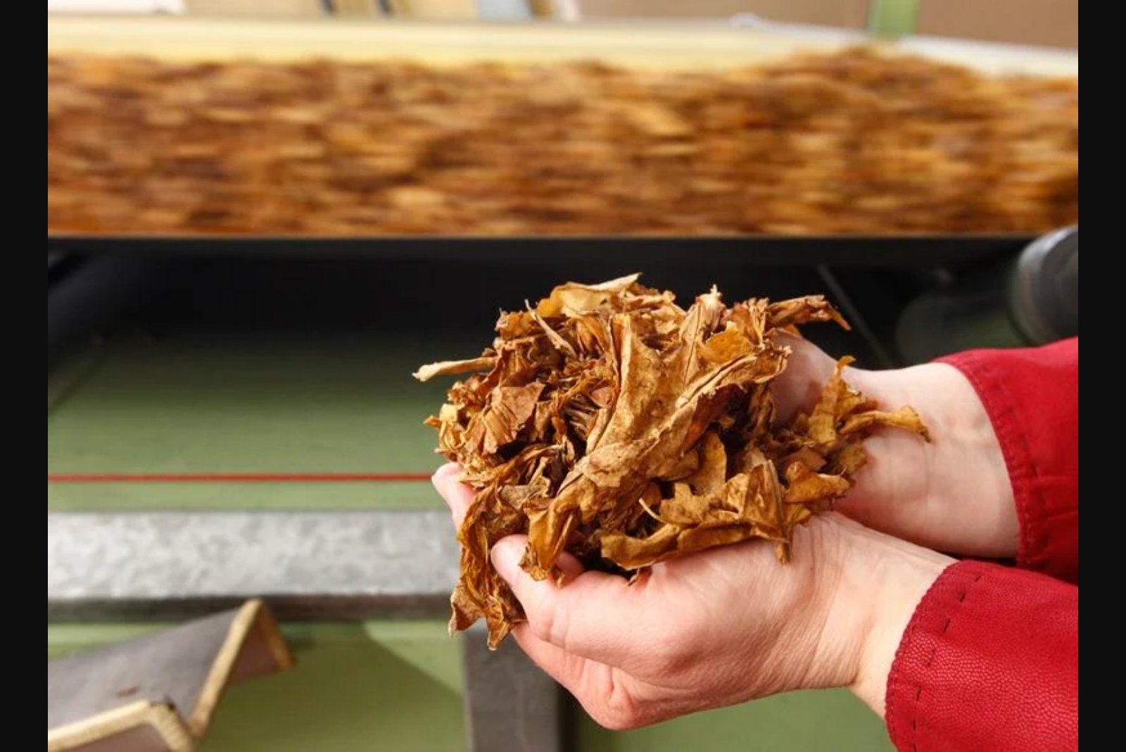 British American Tobacco to cut 5,500 roles and outsource 3,500 more under AI-led overhaul