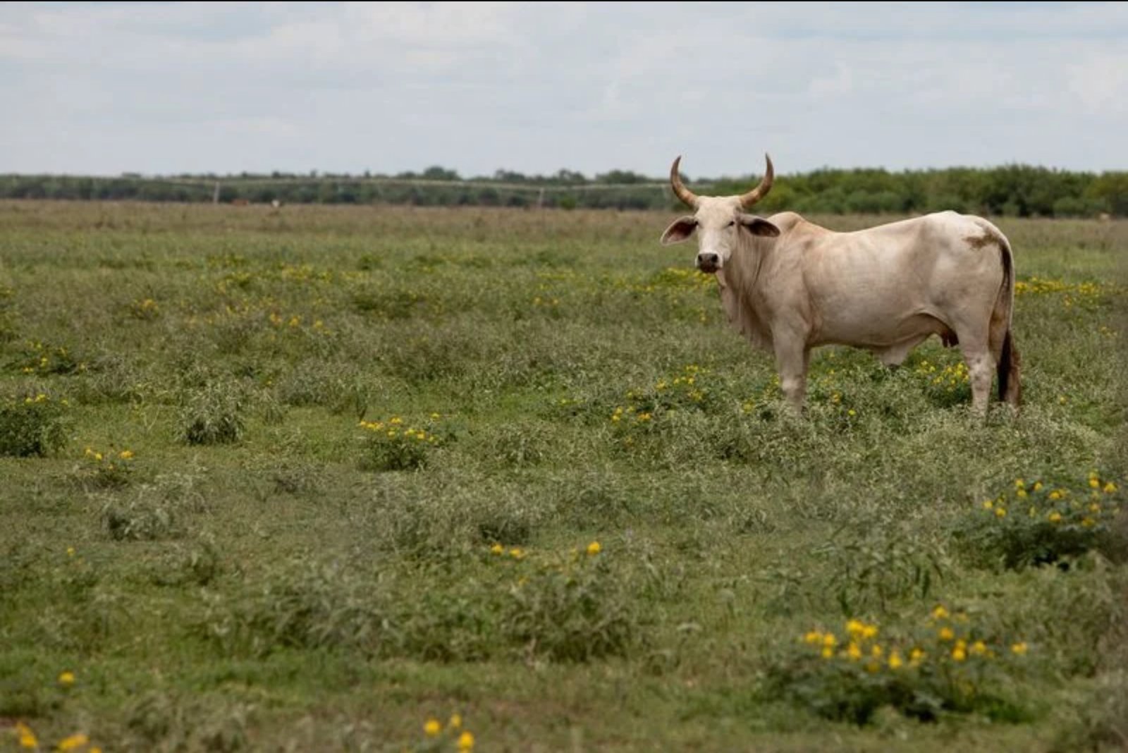 Screwworm Detection in La Pryor Puts South Texas Ranching on Alert