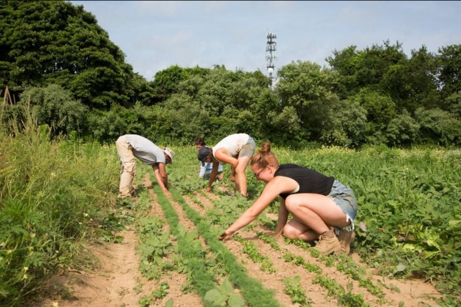 New York Opens $30 Million Tariff Relief Program for State Farmers