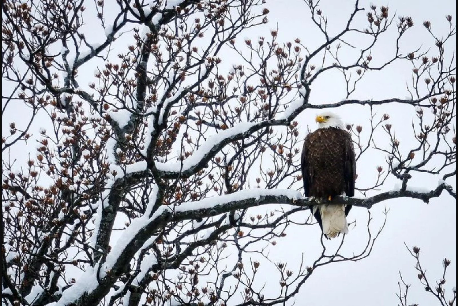 Trump Administration Finalizes Rule Narrowing Habitat Protections Under Endangered Species Act