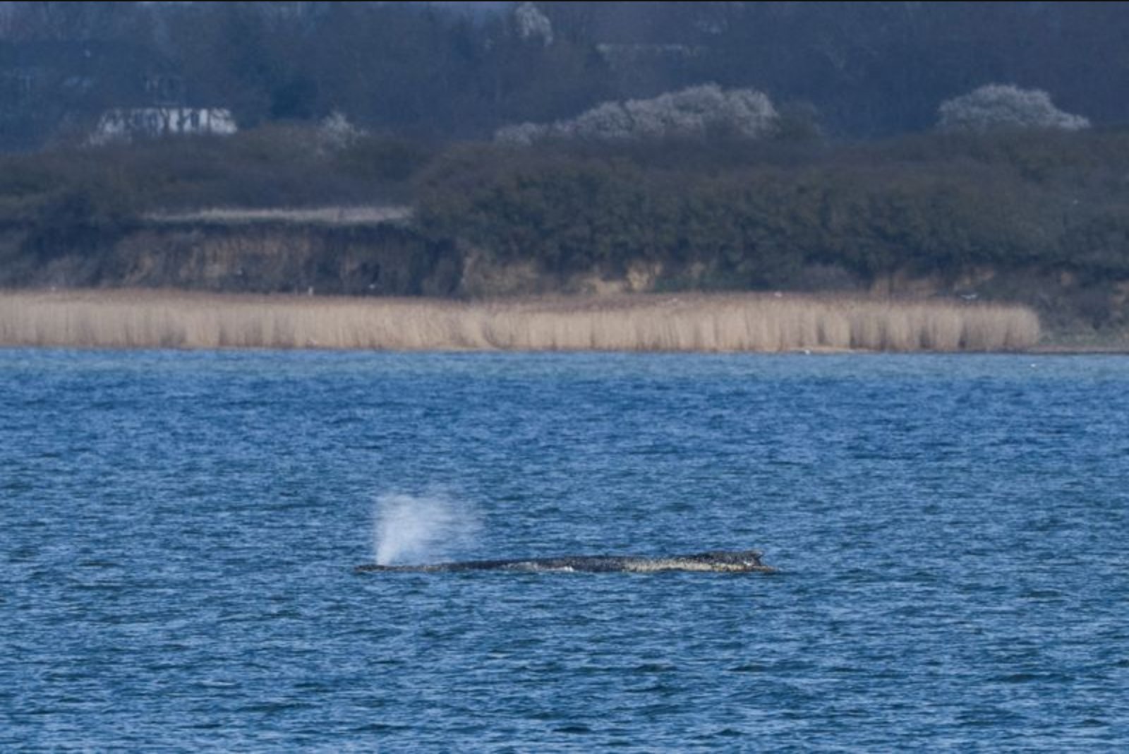 Rescuers Race to Guide Young Humpback 'Timmy' Out of Shallow Baltic Bays