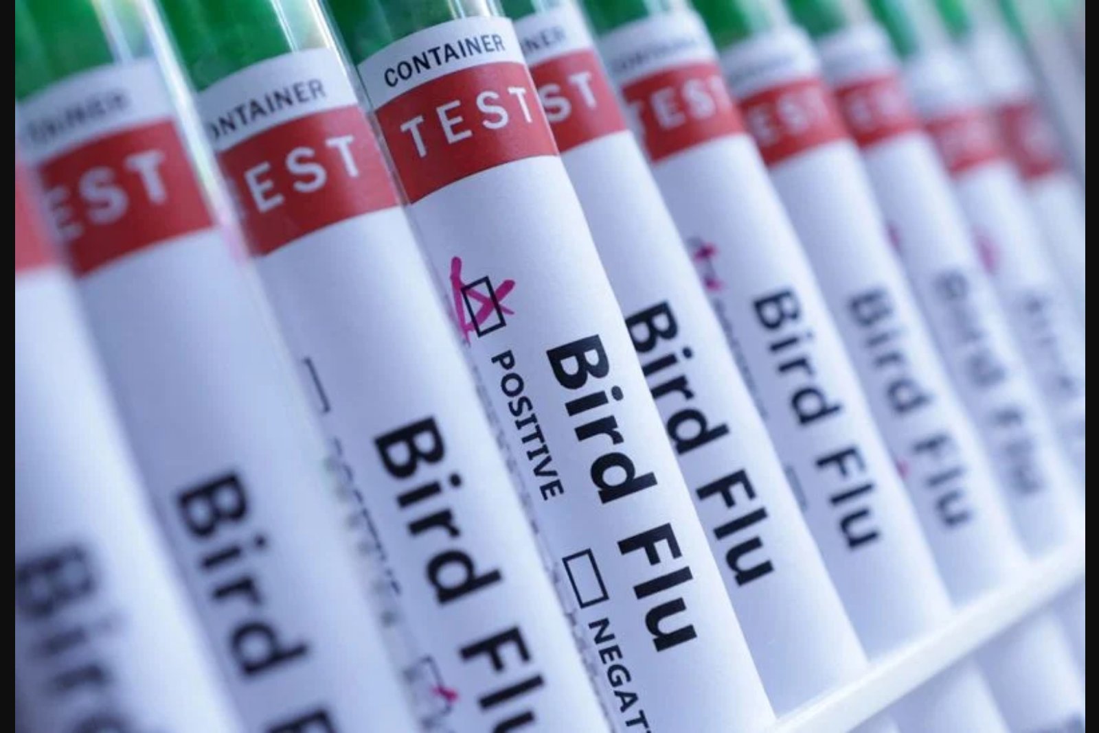 Australia Records Suspected First Mainland H5 Bird Flu Case in Remote Southwest