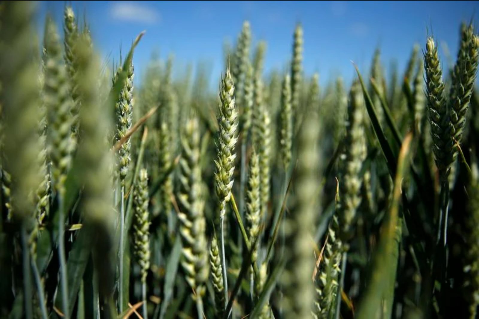 Wheat futures likely to open lower after hitting highest levels since Feb. 2023
