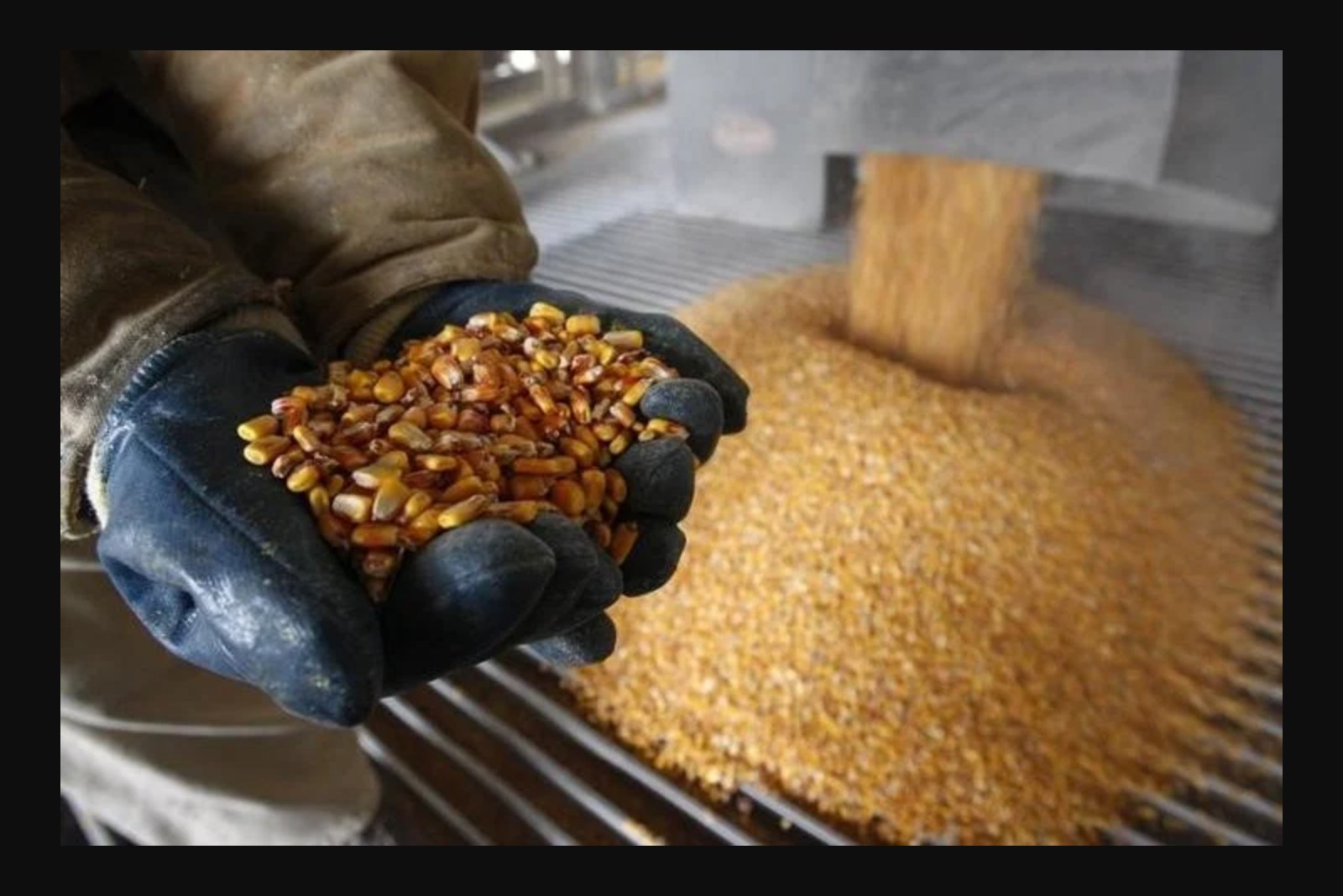 Corn Futures Climb After USDA Lowers Crop Condition Rating