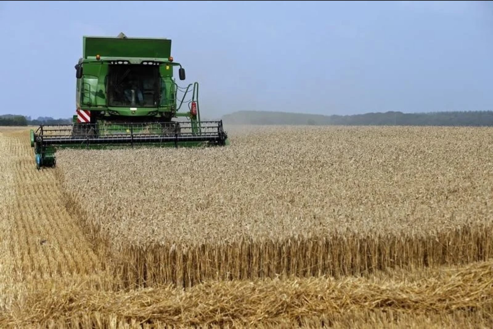Euronext Wheat Slips to Three-Week Low as Cooler Weather Eases Crop Concerns