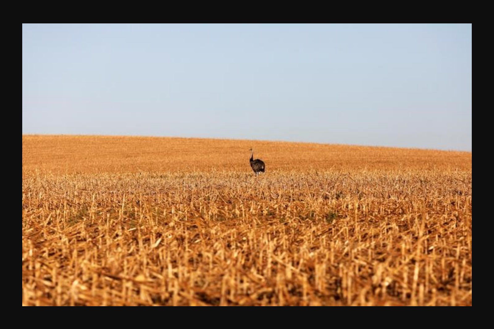 Corn futures dip as markets await clarity on China purchase commitments