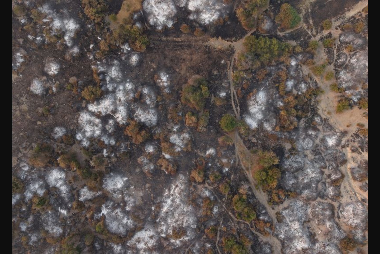 Patagonian blazes overwhelm protected forests as austerity cuts draw fire