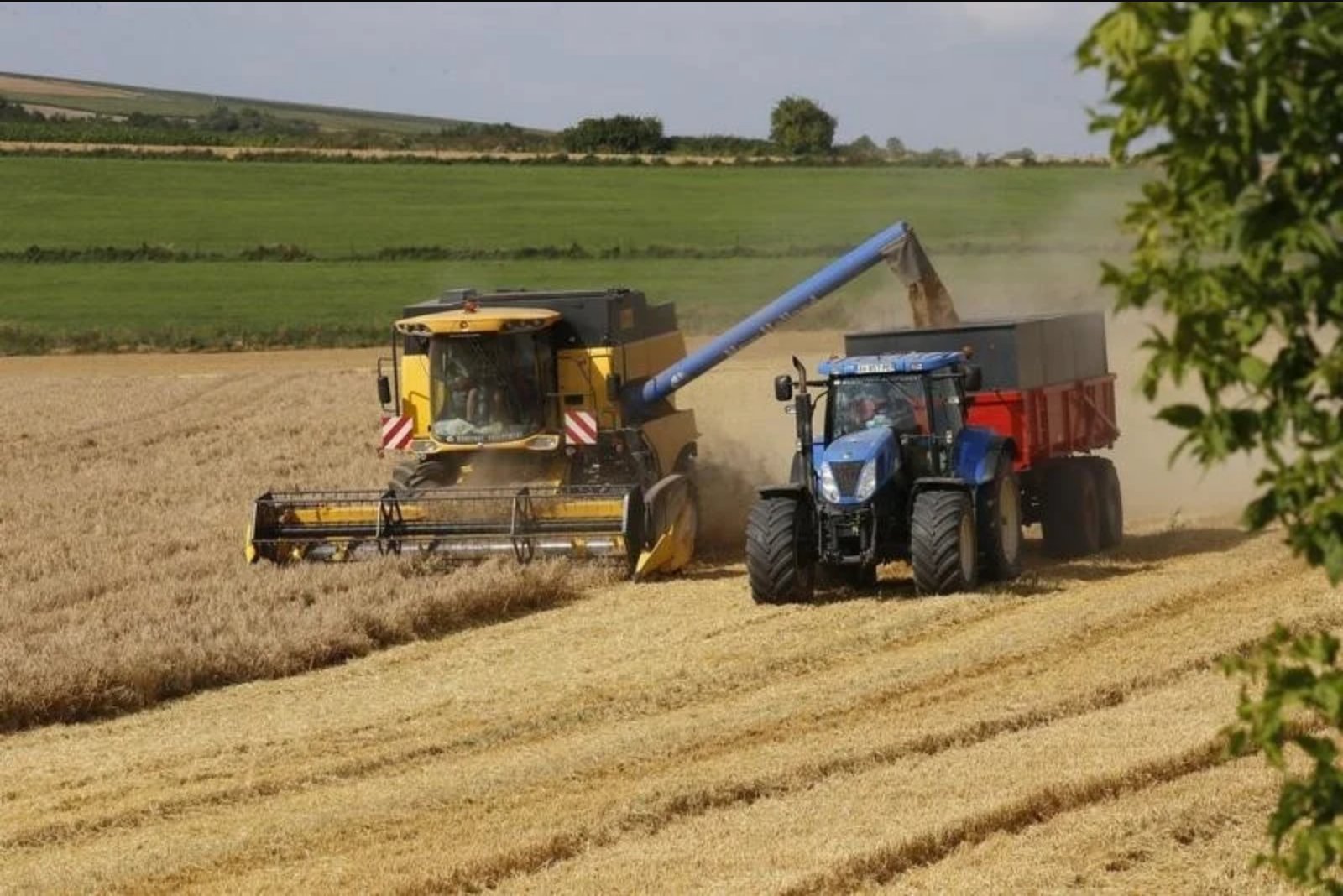 Wheat prices retreat after Putin signals possible progress on Ukraine talks