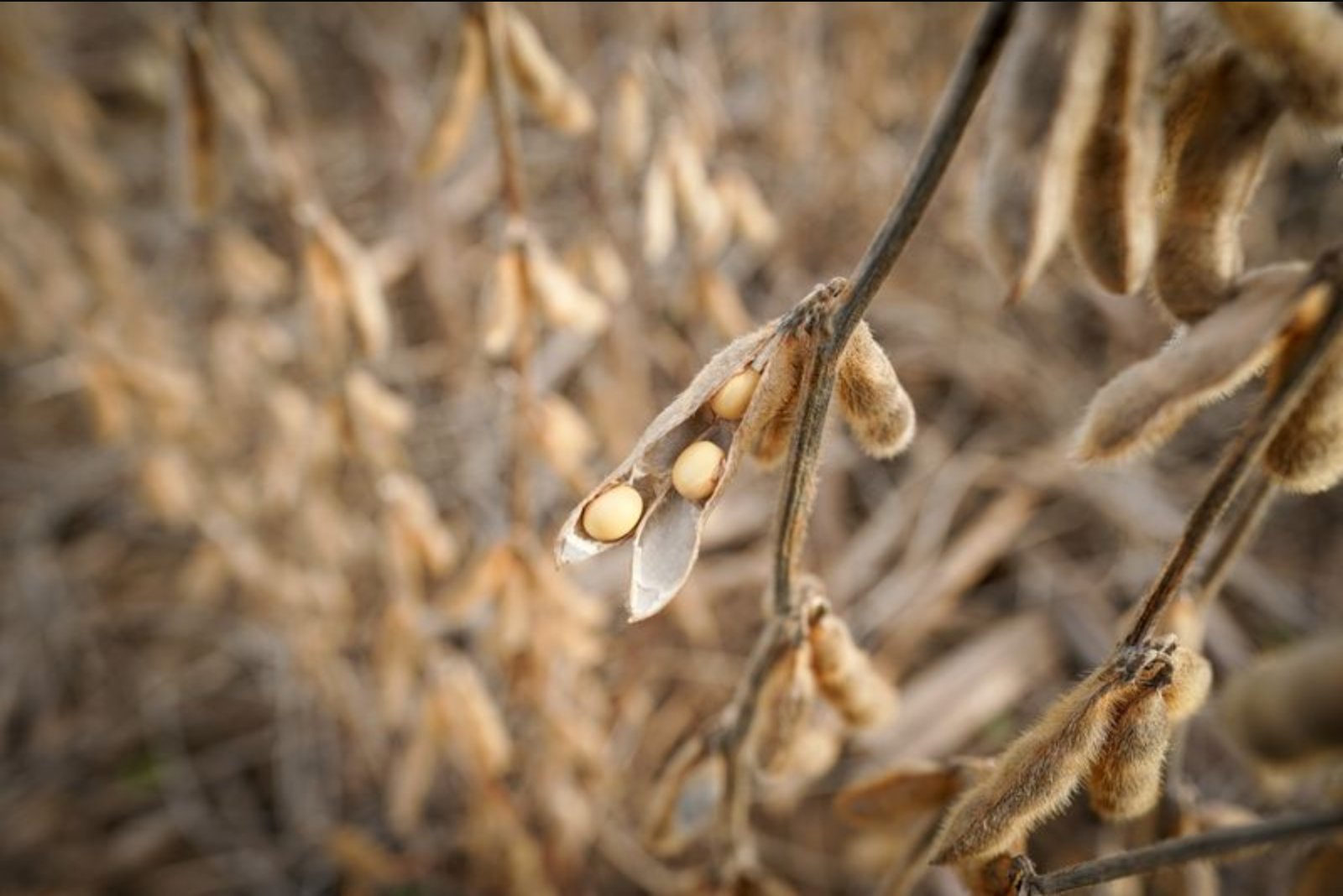 Bessent Says China’s Soybean Purchases 'All Taken Care Of,' Cooling Hopes for Additional Buying