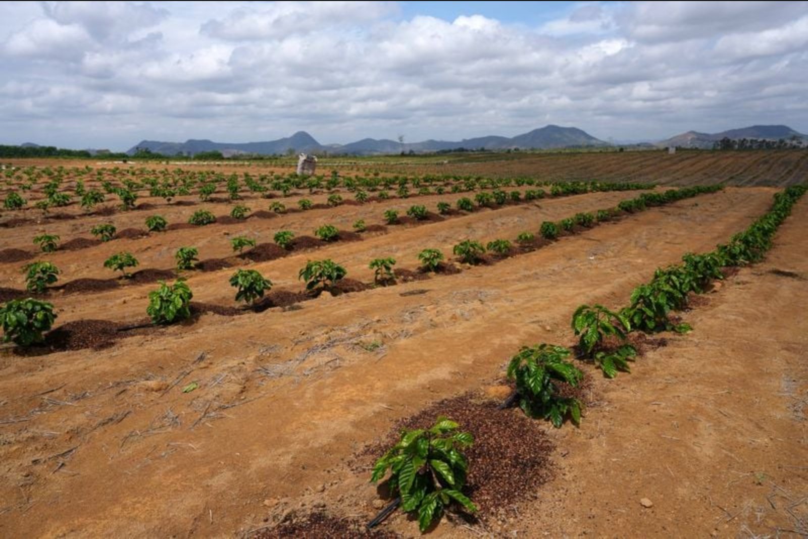 Brazil’s Coffee Crop Faces El Niño Pressure but Shows Greater Resilience