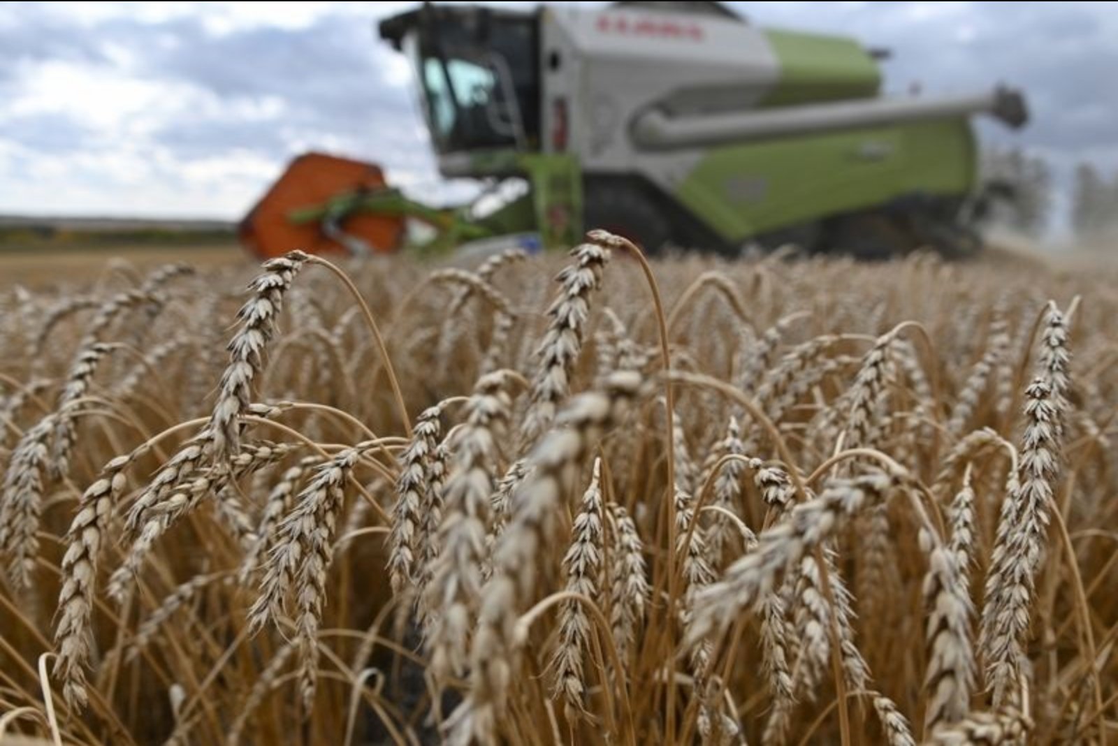 U.S. Wheat Futures Gain on Rising Oil, Weaker Dollar and Middle East Risk Premium