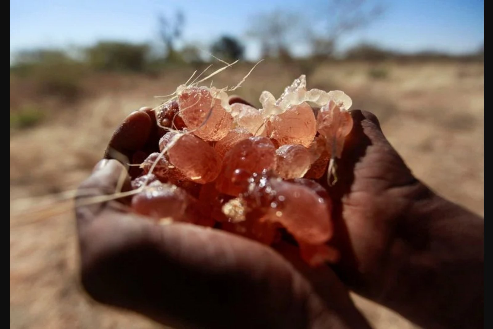 U.N. Warns Profits from Sudan’s Gum Arabic Trade Are Fueling Ongoing Conflict