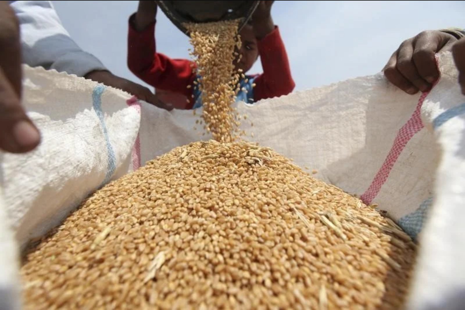 Euronext Wheat Sinks After Kyiv Denies Talks on Black Sea Export Workarounds