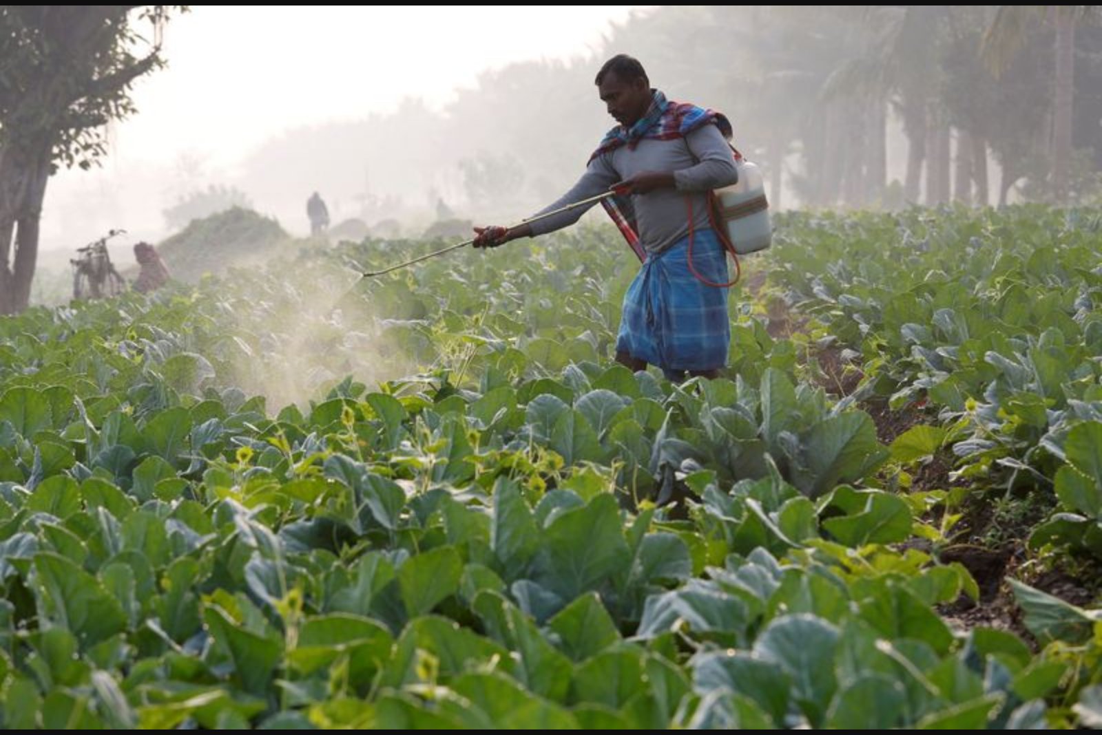 Interim India-US Trade Framework: Winners, Losers and the Stakes for Indian Farmers
