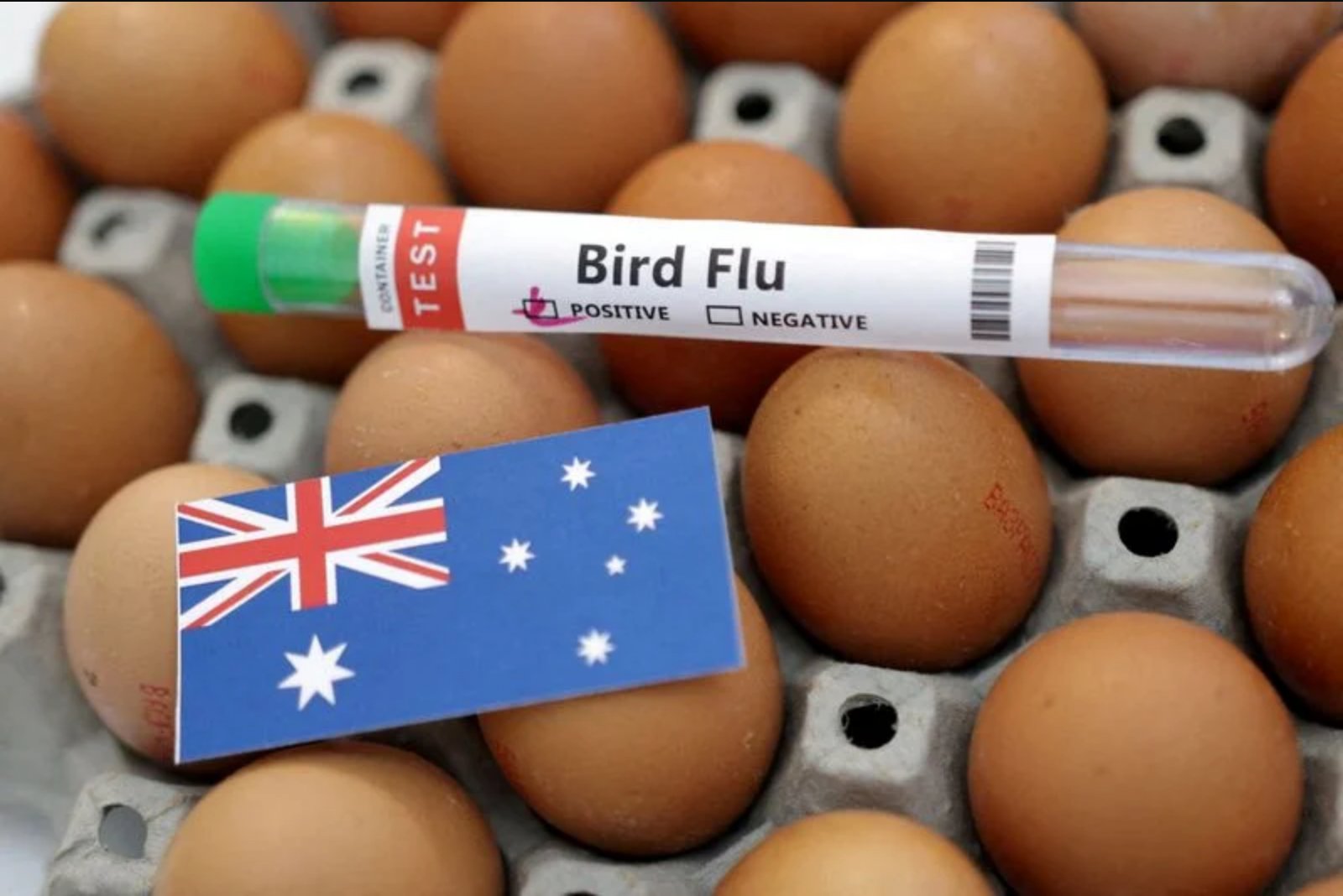 Australia records first H5N1 infection in a native seabird, authorities say
