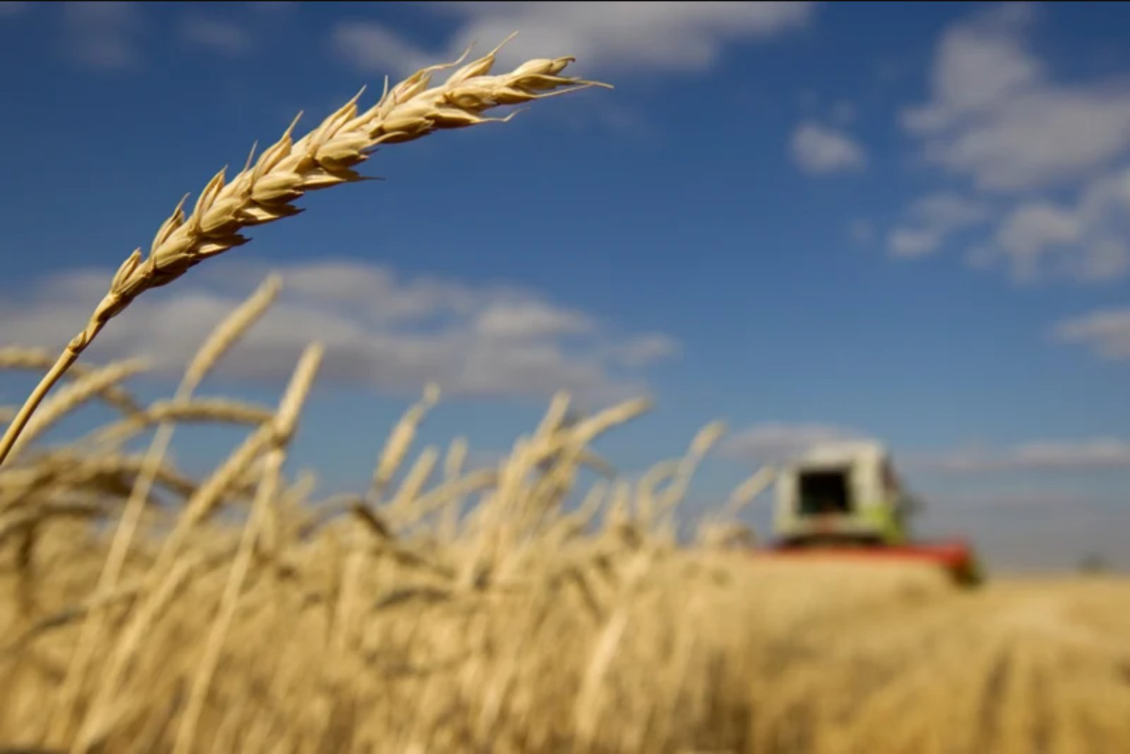 Russian Wheat Export Prices Stable as Freight Costs and Black Sea Rumors Weigh on Demand