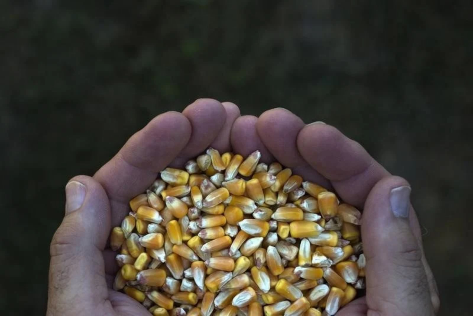 Corn Retreats After One-Month Peak as Weather Forecasts Ease Concerns
