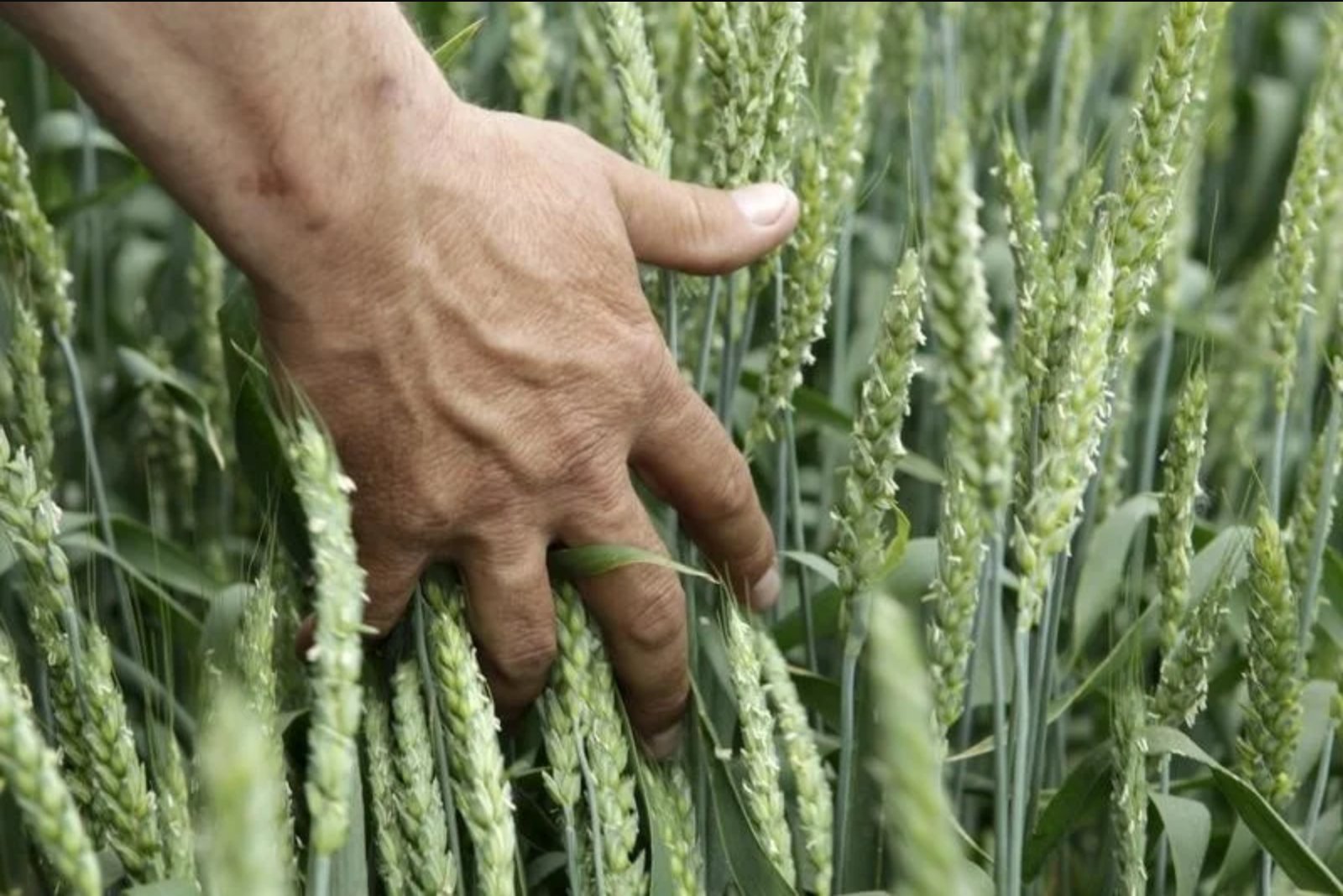 Wheat Prices Slip as Hopes Grow for Eased Black Sea Tensions