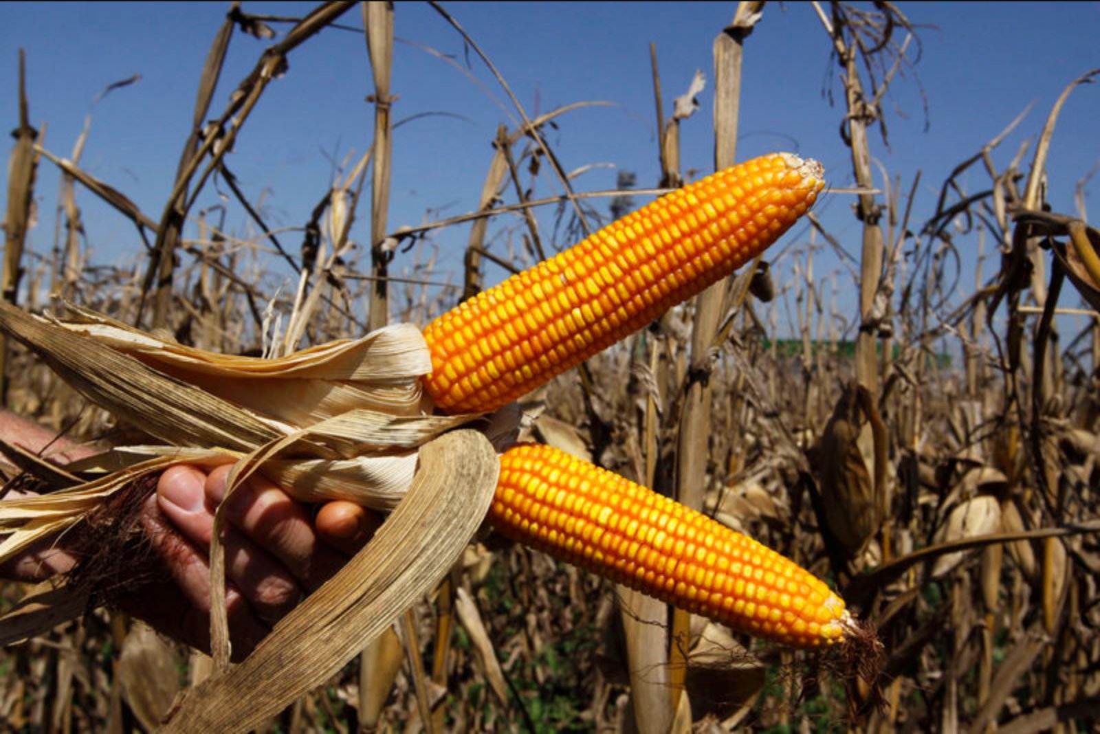 Corn futures tick up as export demand strengthens ahead of Memorial Day