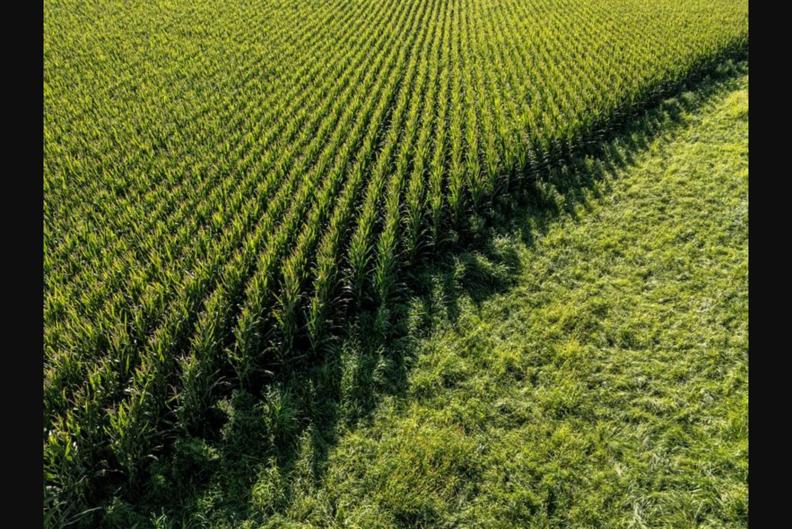 Midwestern Farmers Move Quickly to Sell Stored Crops as Iran Conflict Fuels Rally