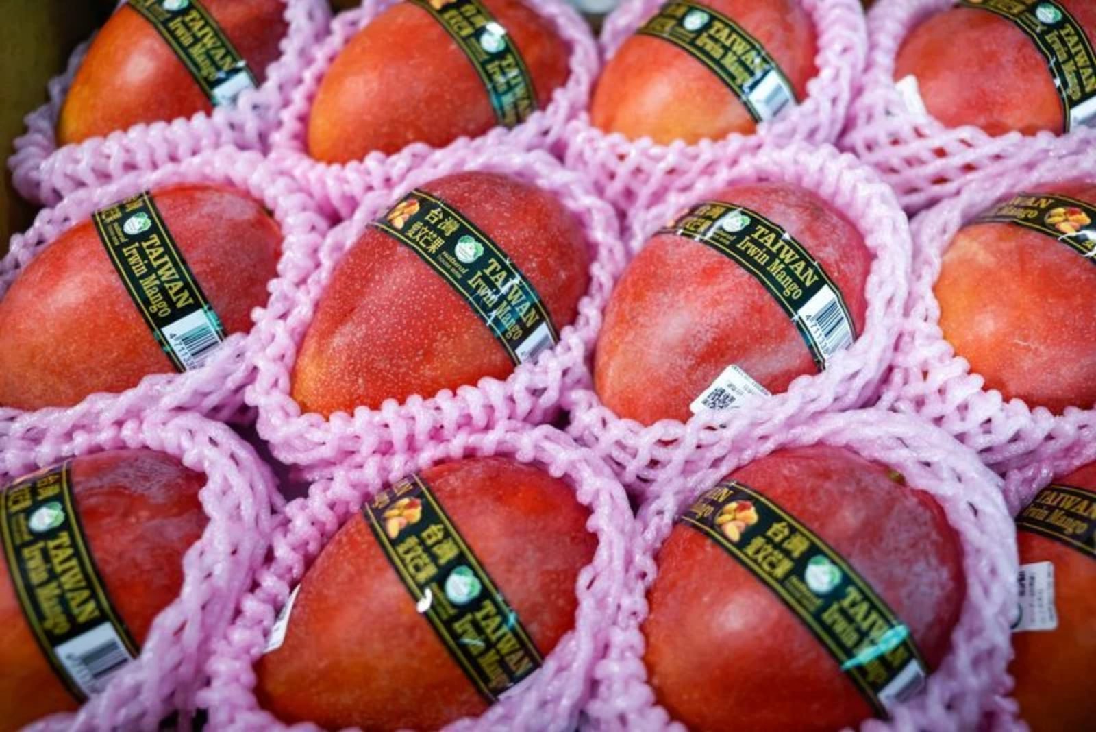 Taiwanese Mangoes Begin Direct Shipments to Europe as Export Push Expands