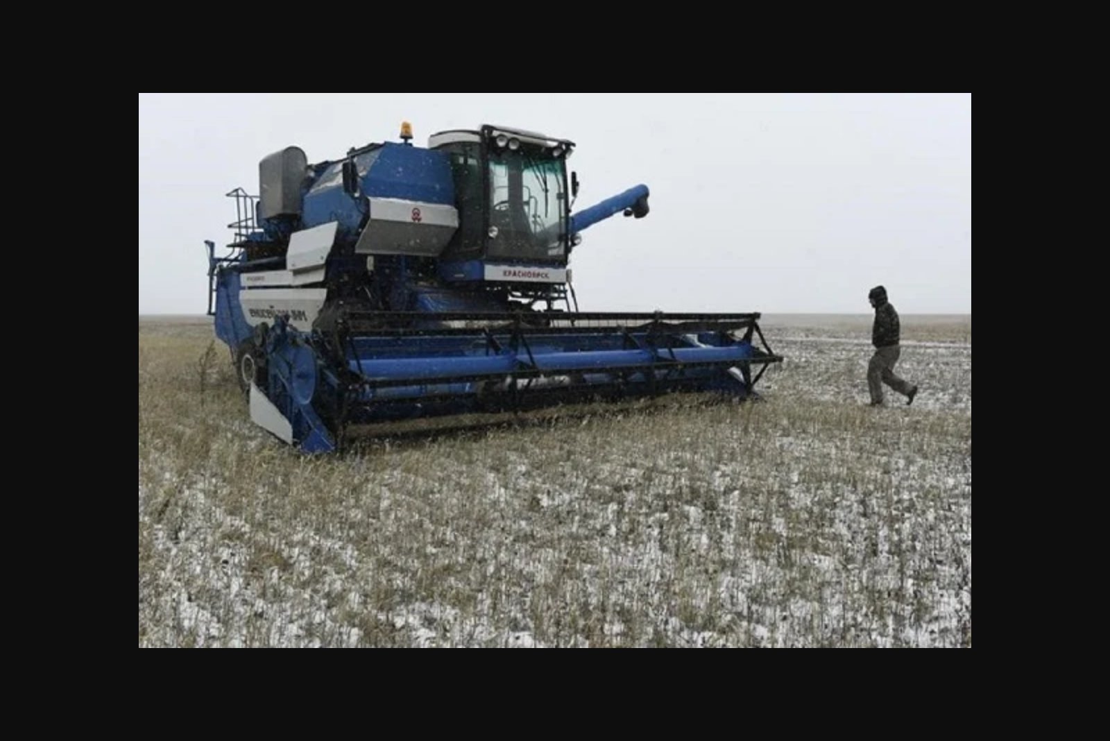 Euronext wheat steadies as French heatwave offsets Chicago declines